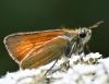 Thymelicus sylvestris